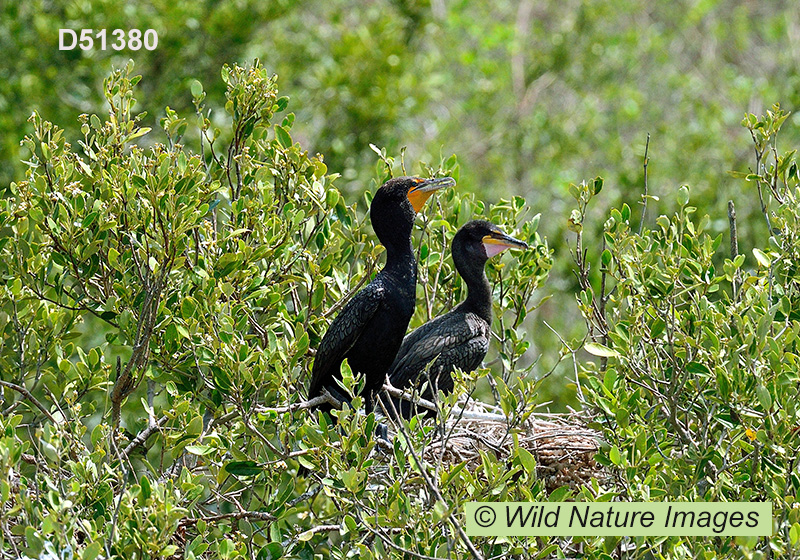 Double-crested Cormorant (Phalacrocorax auritus)